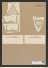 Trinacria regina Heib. (de-Toni-Nr.: Genus 119, Species 3405) Zeichnungen Sammlung Grunow Nr. 6841 (NHMW-BOT-W0375696)